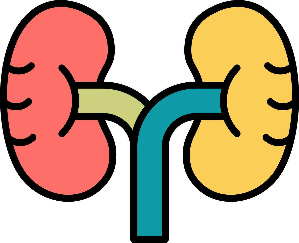 Kidney Vector Icon