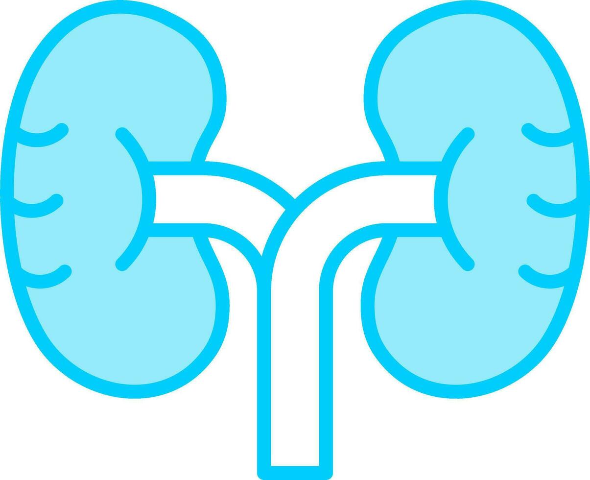 Kidney Vector Icon