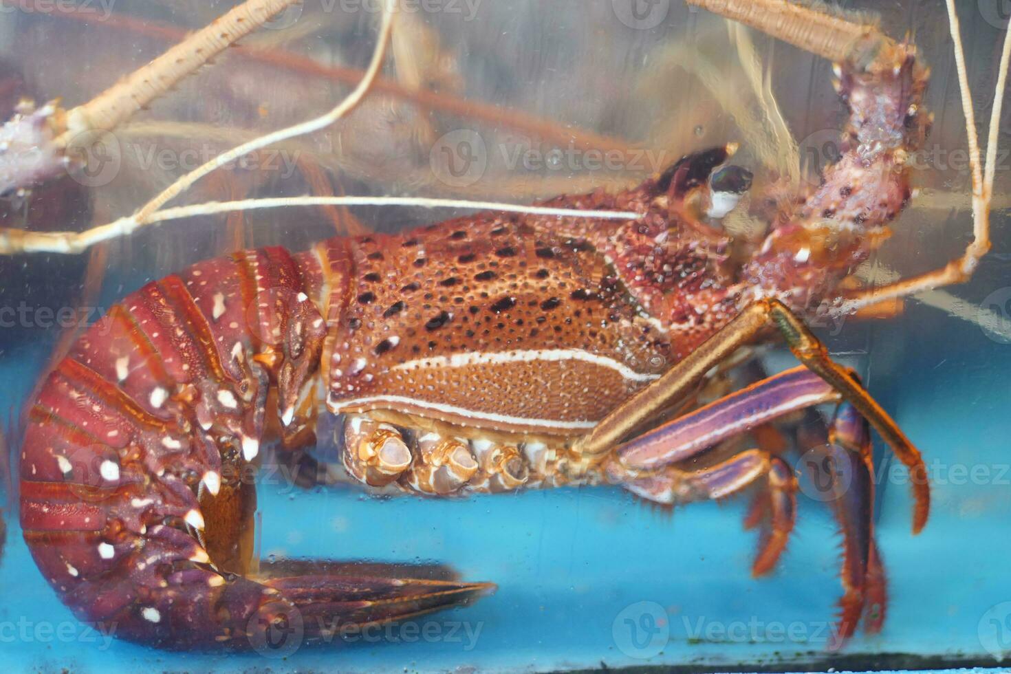 Fresh raw shrimp in water , photo