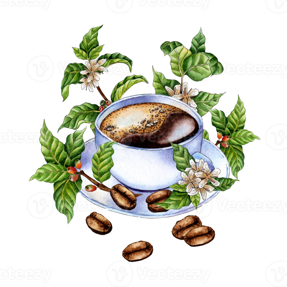 Watercolor illustration of a white coffee cup, saucer, twigs, coffee beans and flowers. Hand drawn watercolor illustrations of drinks for greeting cards, logos, print. Design for making cappuccino. png