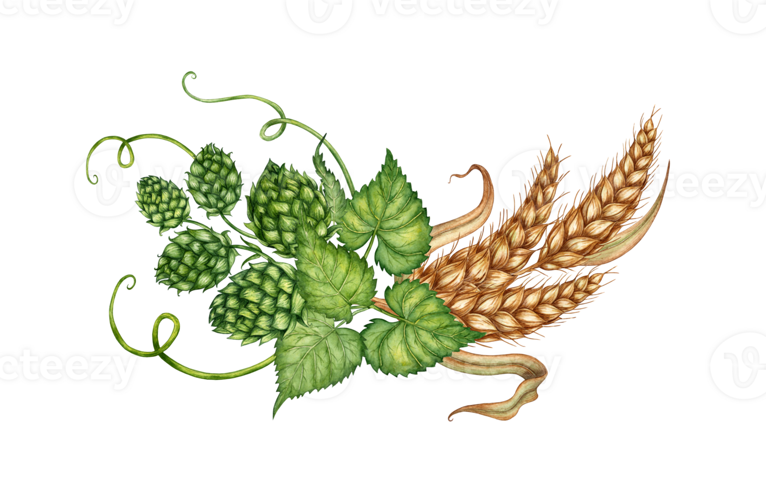 Watercolor illustration of a border wreath of ripe dried wheat leaves and green hop cones. Isolated. For menus, banners, poster printing, recipes, labels, packaging design. png