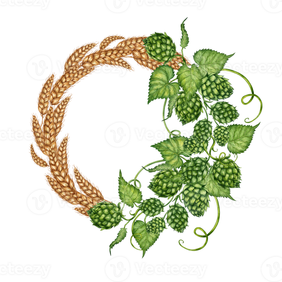 Watercolor illustration of a wreath of ripe dried wheat leaves and green hop cones. Round frame isolated. For menus, banners, poster printing, recipes, labels, packaging design. png