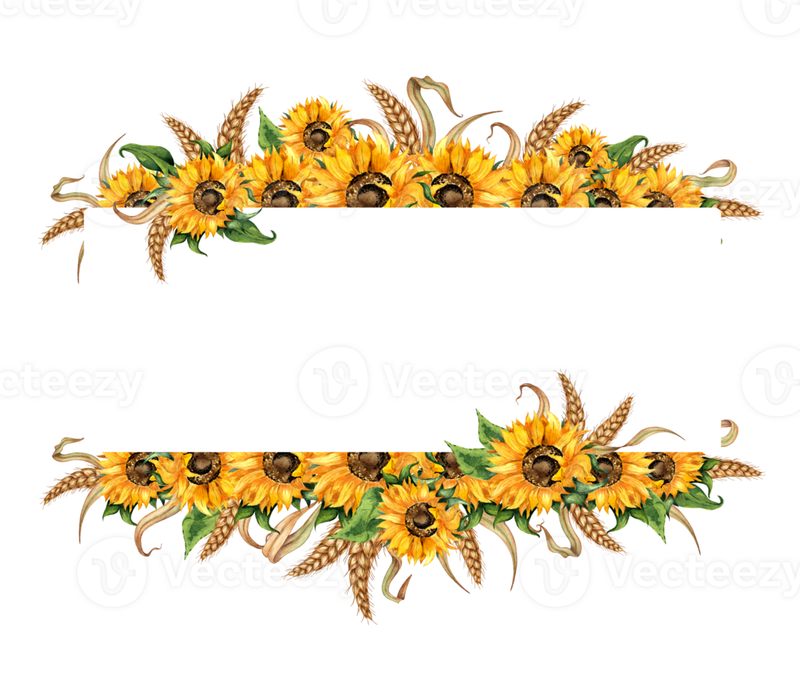 Watercolor illustration frame border of sunflowers and ears of wheat. Harvest Festival. The border is isolated. Compositions for posters, cards, banners, flyers, covers, placards. png