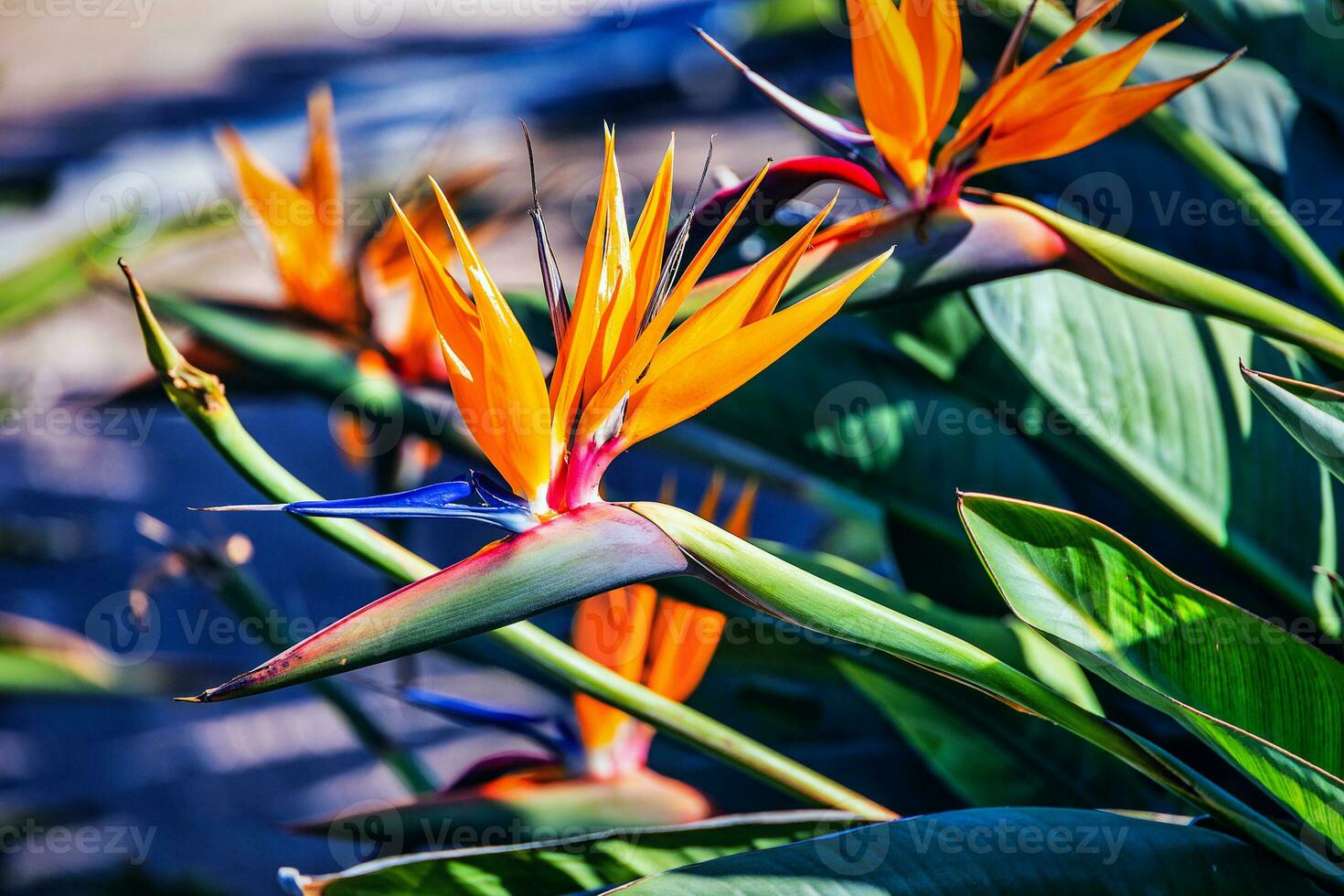 orange flower of strelitzia reginae in a fenced garden in warm sunlight photo