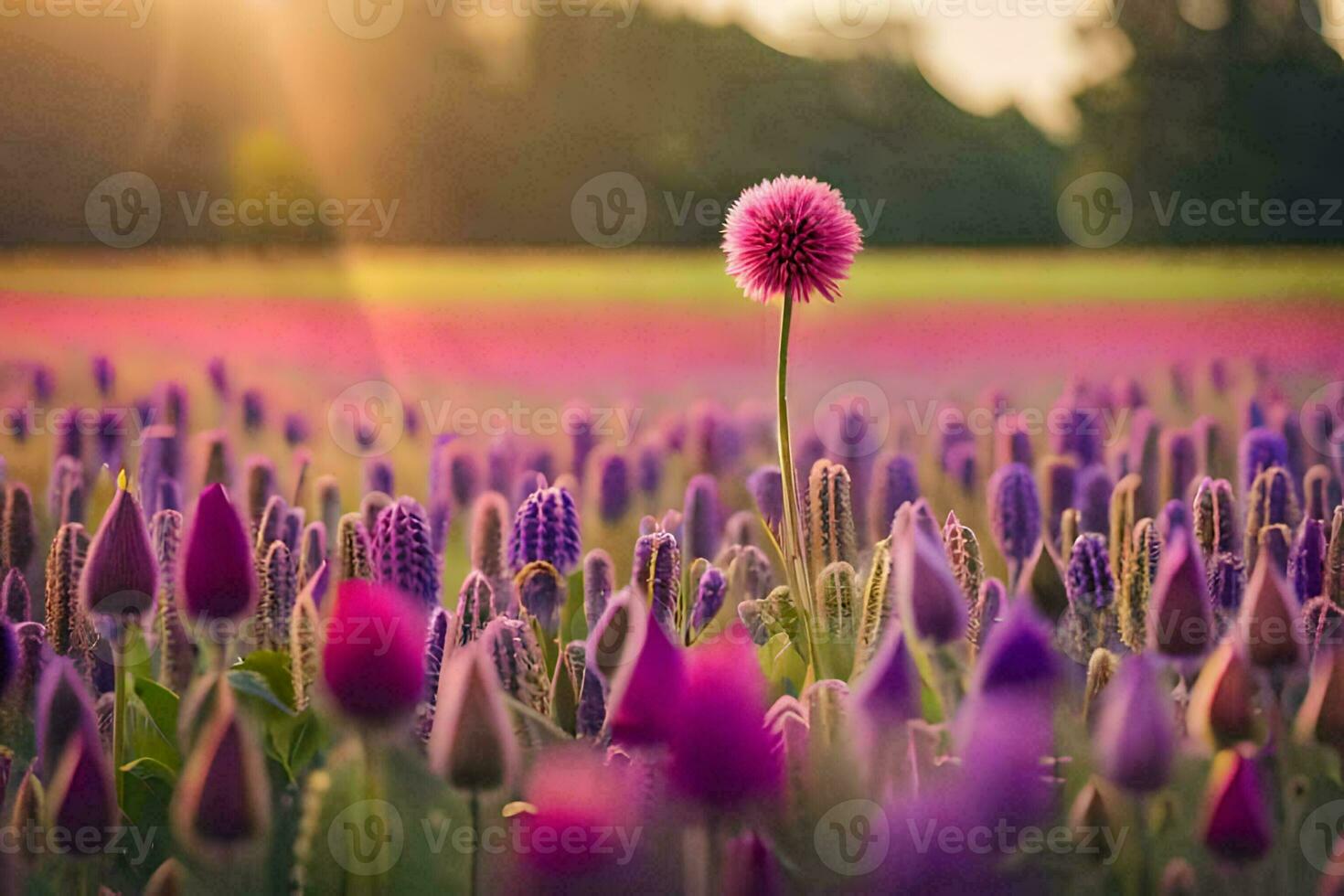 purple flowers in a field with the sun setting behind them. AI-Generated photo