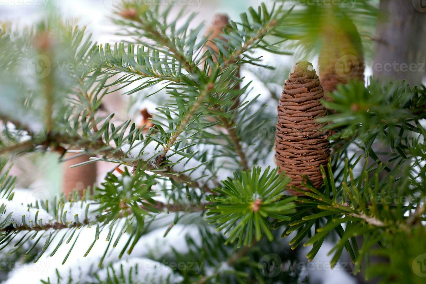 Big Pine Cone on the tree covered with snow photo