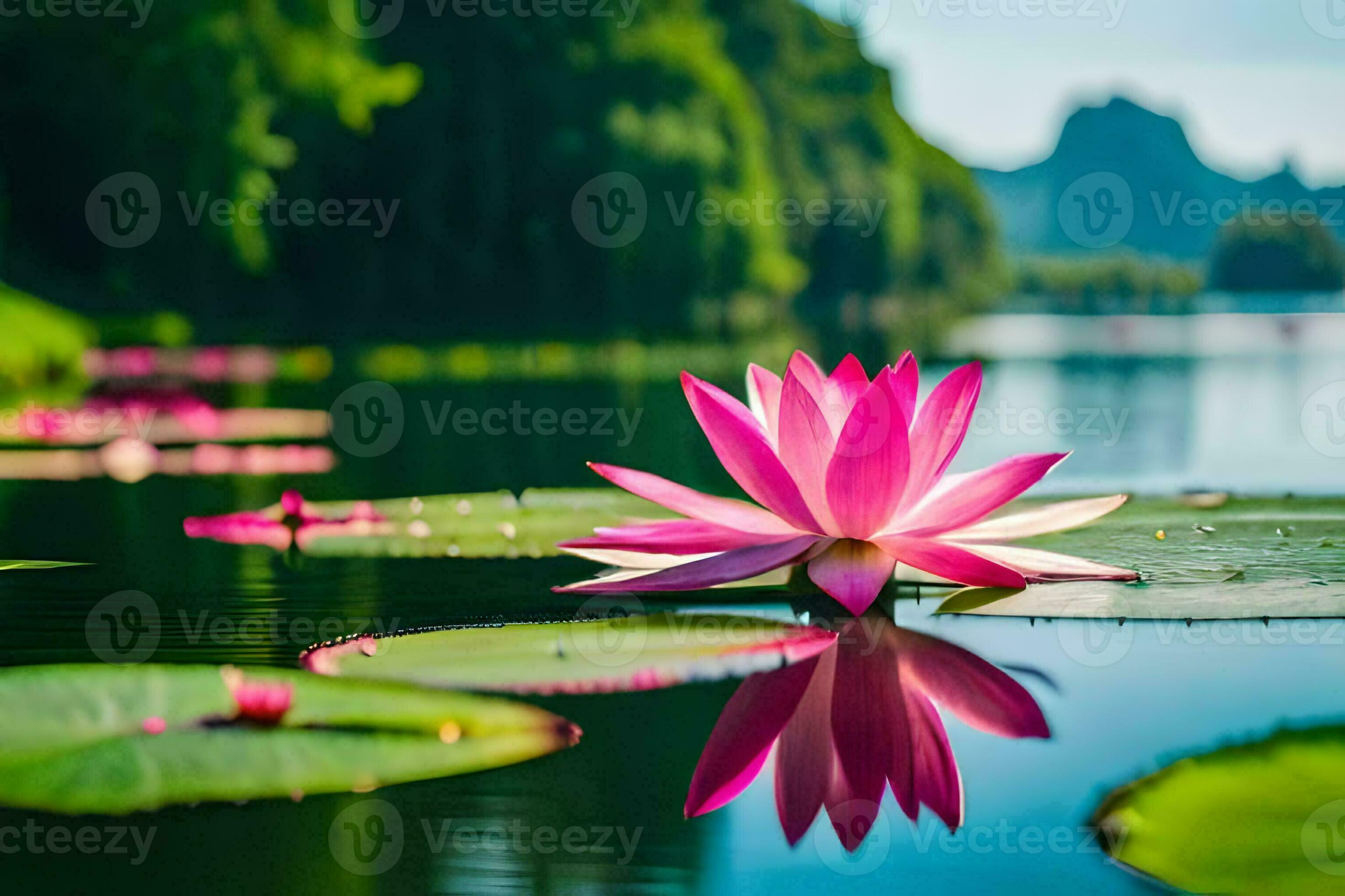 pink lotus flower floating on the water. AIGenerated 31910177 Stock