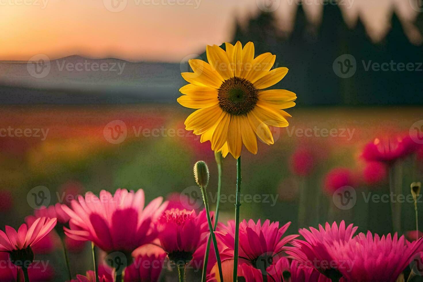 sunflower, pink, field, sunset, flowers, field, nature, nature hd