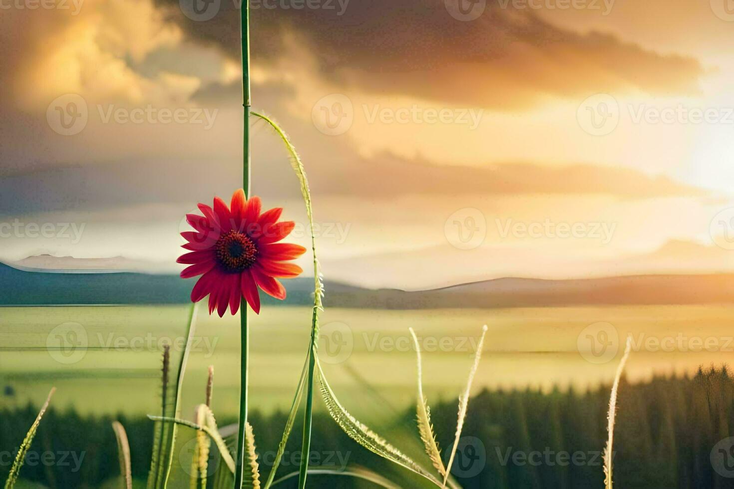 a red flower stands in front of a field with a sunset in the background. AI-Generated photo