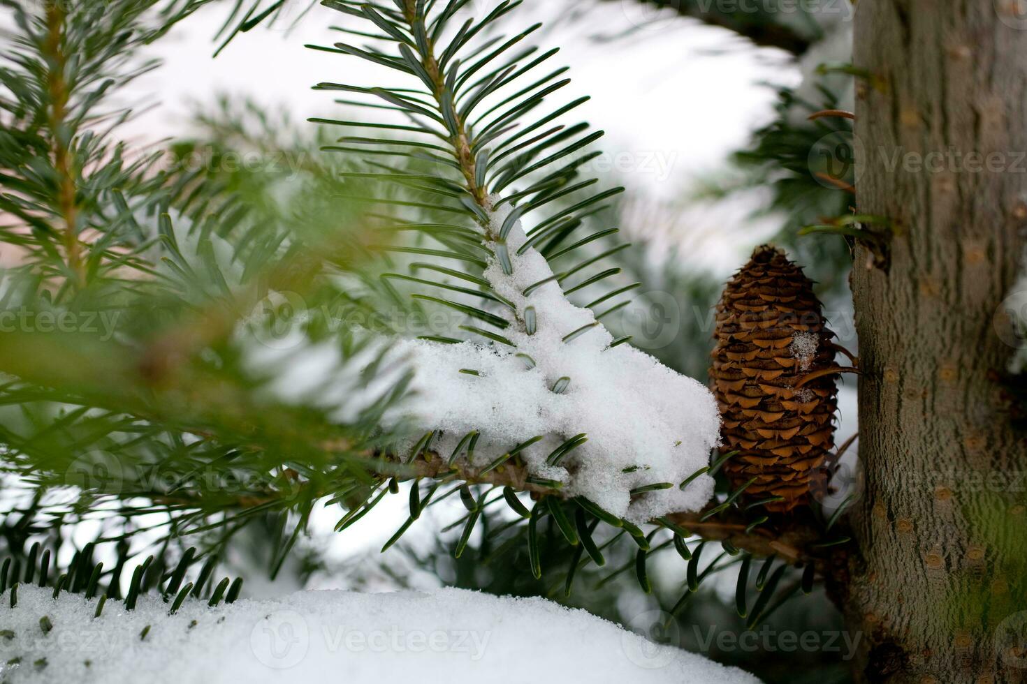 Big Pine Cone on the tree covered with snow photo