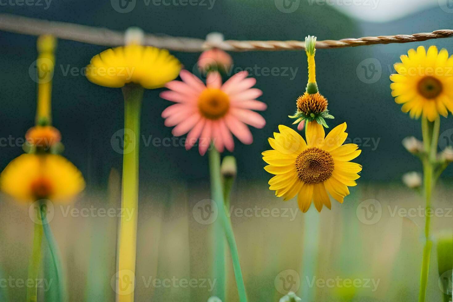 yellow flowers hanging from a rope in a field. AI-Generated photo