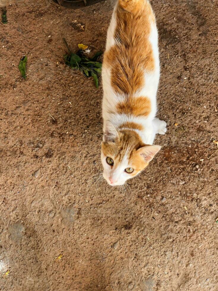 Splendor of the golden cat, a truly wonderful sight photo