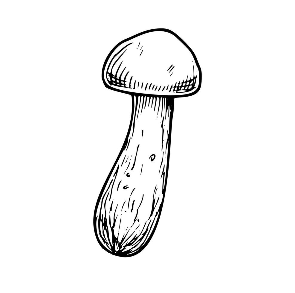 Linear white Mushroom. Hand drawn vector illustration of Boletus. Sketch of porcini in line art style on isolated background. Etching of forest autumn plant for icon or logo. Black engraving