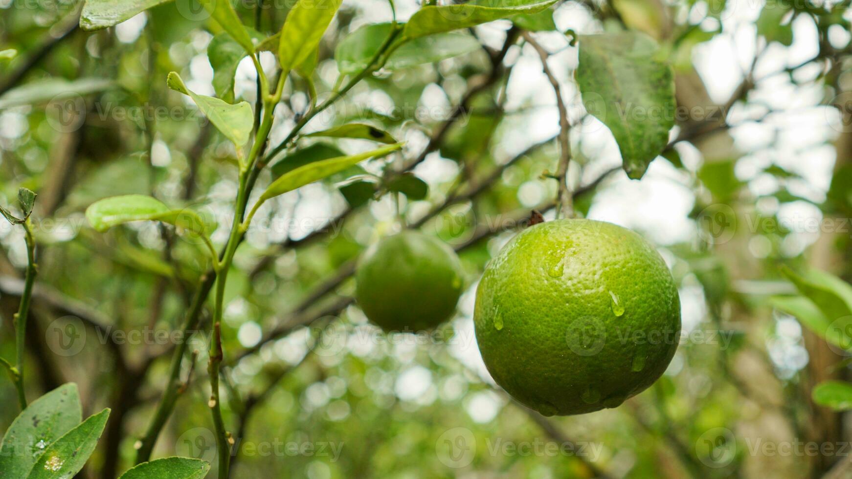 Ripe and unripe citrus or orange fruits hanging from trees in the farm with drop of water and green leaves. Ripe orange photo