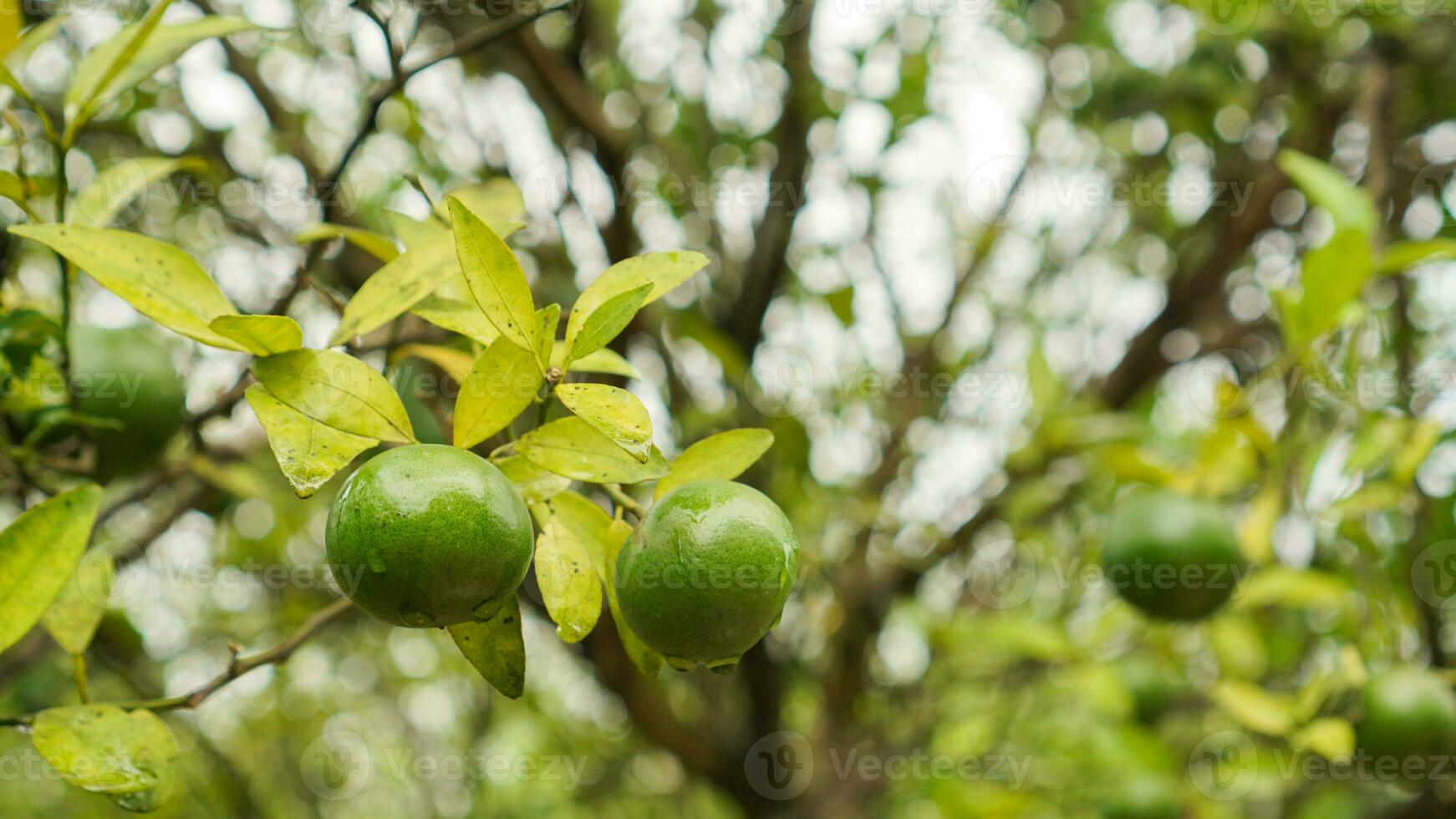Ripe and unripe citrus or orange fruits hanging from trees in the farm with drop of water and green leaves. Ripe orange photo
