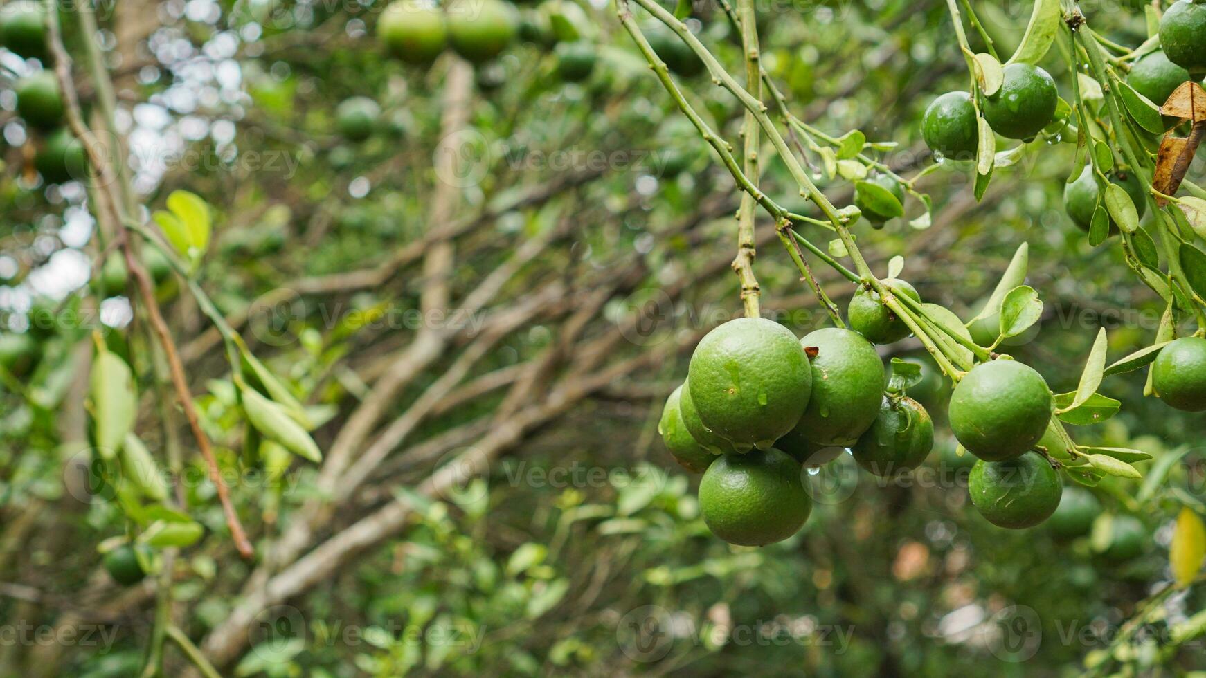 Ripe and unripe citrus or orange fruits hanging from trees in the farm with drop of water and green leaves. Ripe orange photo