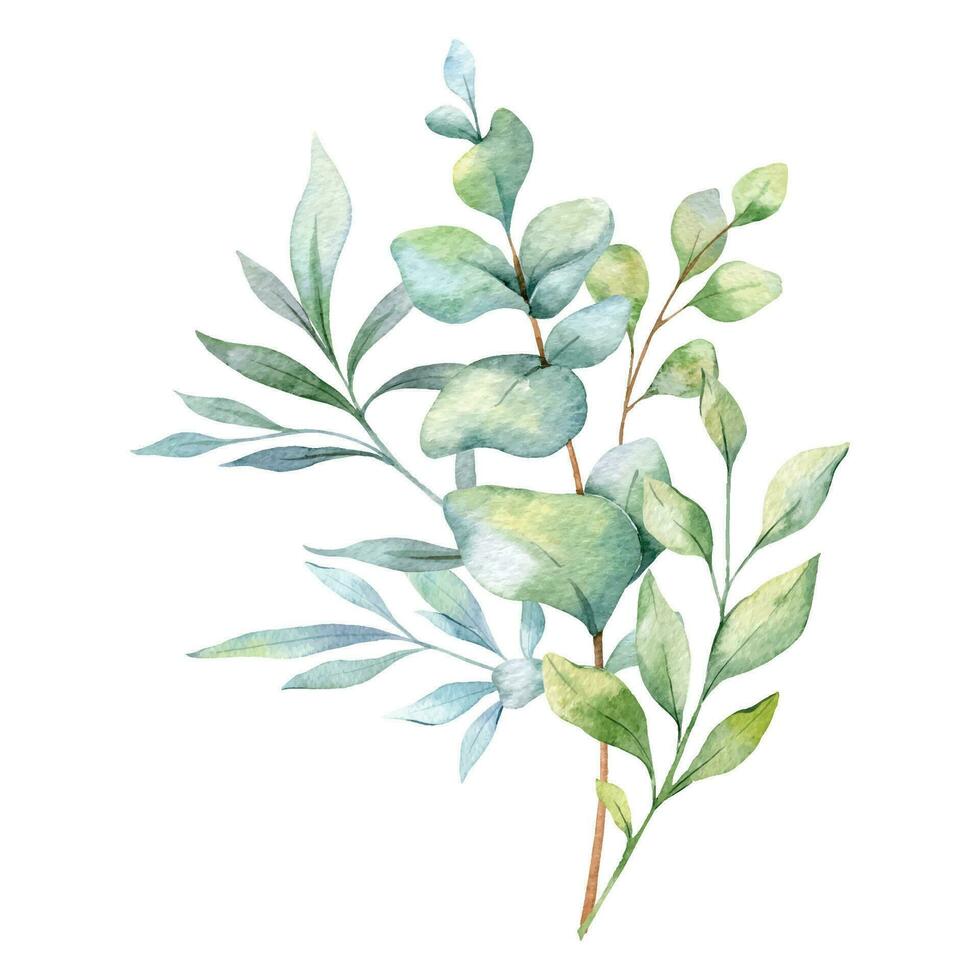 Eucalyptus Watercolor Illustration. Eucalyptus Greenery Hand Painted isolated on white background.  Perfect for wedding invitations, floral labels, bridal shower and  floral greeting cards vector