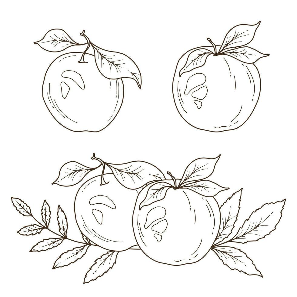Fall floral arrangement outline. Fall Foliage Line Art Illustration, Outline Leaves arrangement Hand Drawn Illustration. Fall Coloring Page with Leaves. Thanksgiving arrangement. Thanksgiving graphics vector