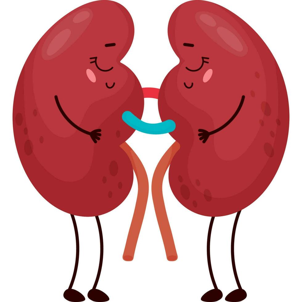 cartoon character organ Kidneys vector