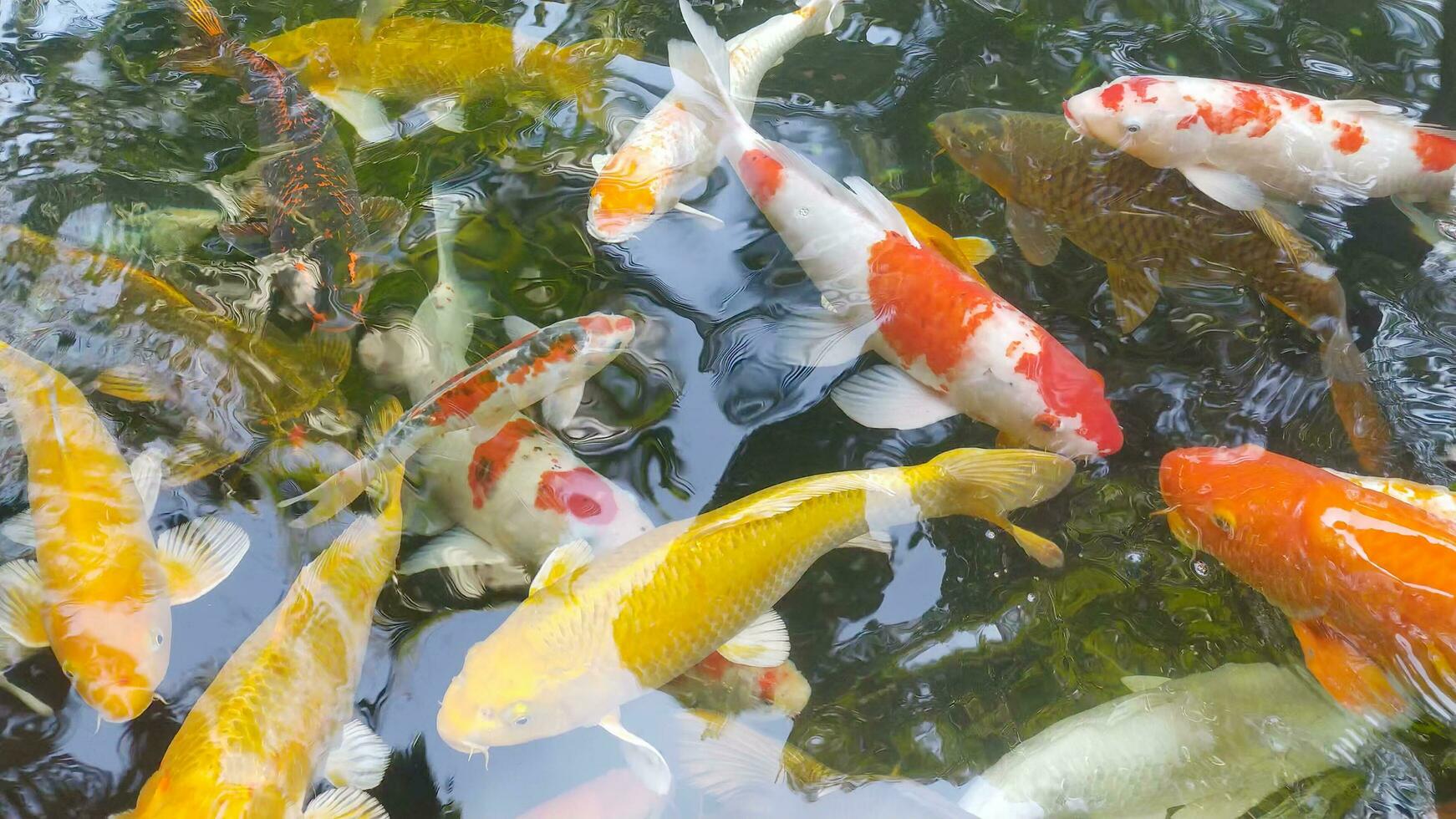 imágenes parte superior ver de lujoso carpa nadando en estanque. agua es negro y reflexión de ligero. cerca arriba Disparo agua superficie de lujoso carpa koi pescado nadando en el tropical jardín estanque. foto