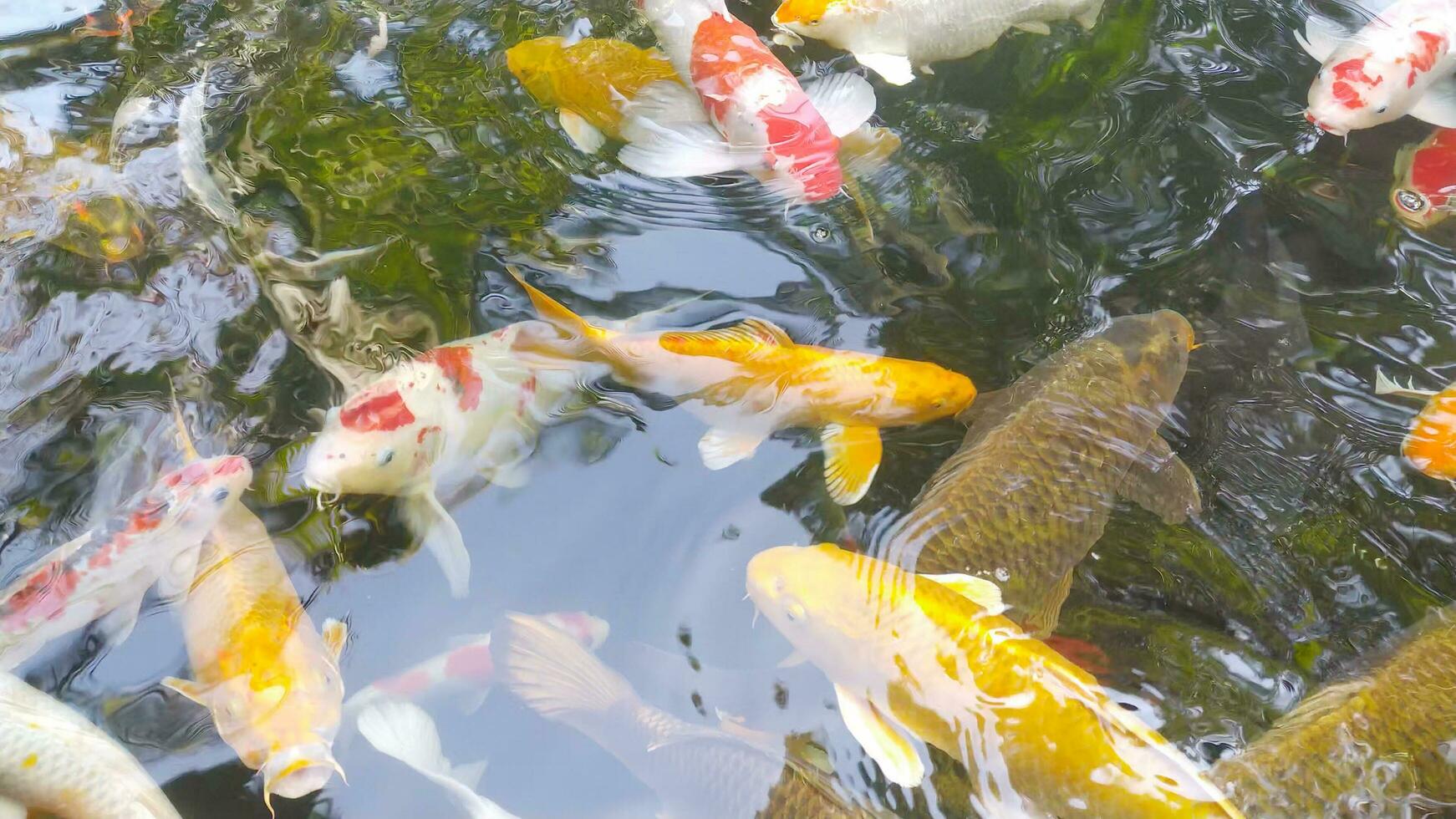 imágenes parte superior ver de lujoso carpa nadando en estanque. agua es negro y reflexión de ligero. cerca arriba Disparo agua superficie de lujoso carpa koi pescado nadando en el tropical jardín estanque. foto