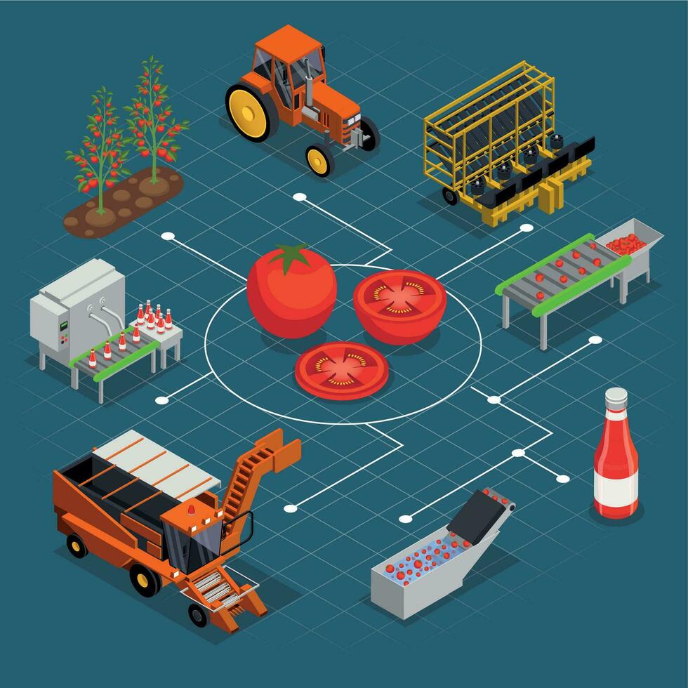 Tomates producción isométrica diagrama de flujo vector