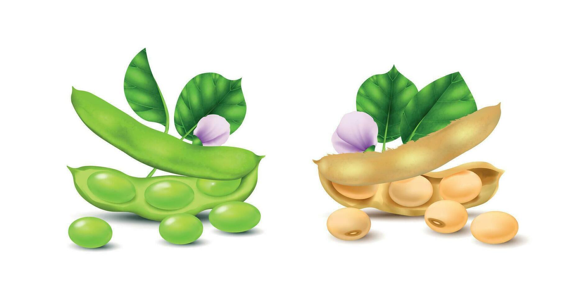 Realstic Soybean Set vector