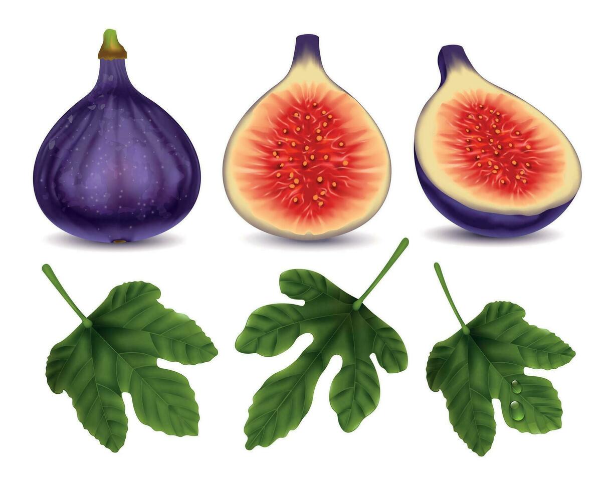 Purple Figs Realistic Set vector