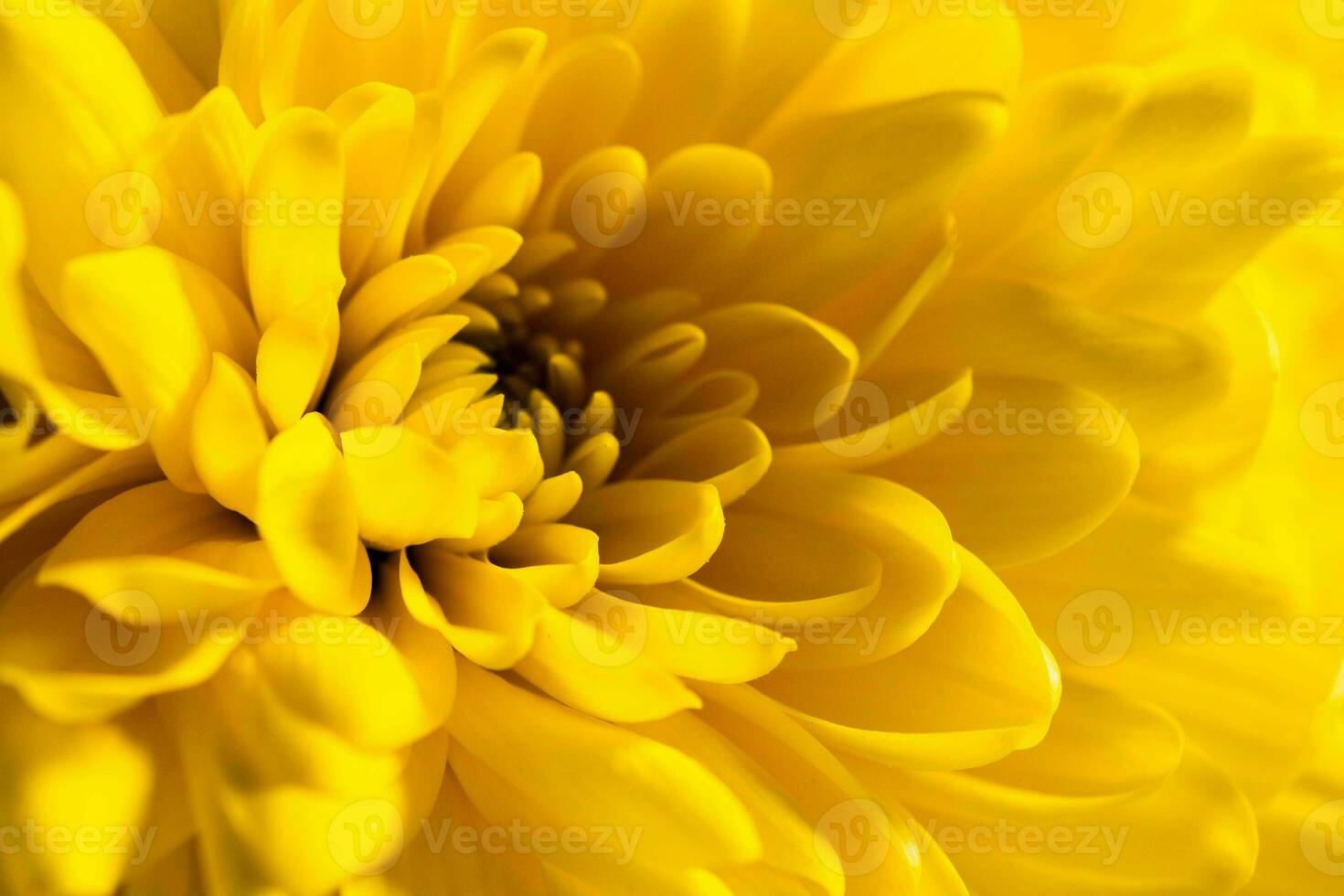 Yellow chrysanthemums flowers. photo