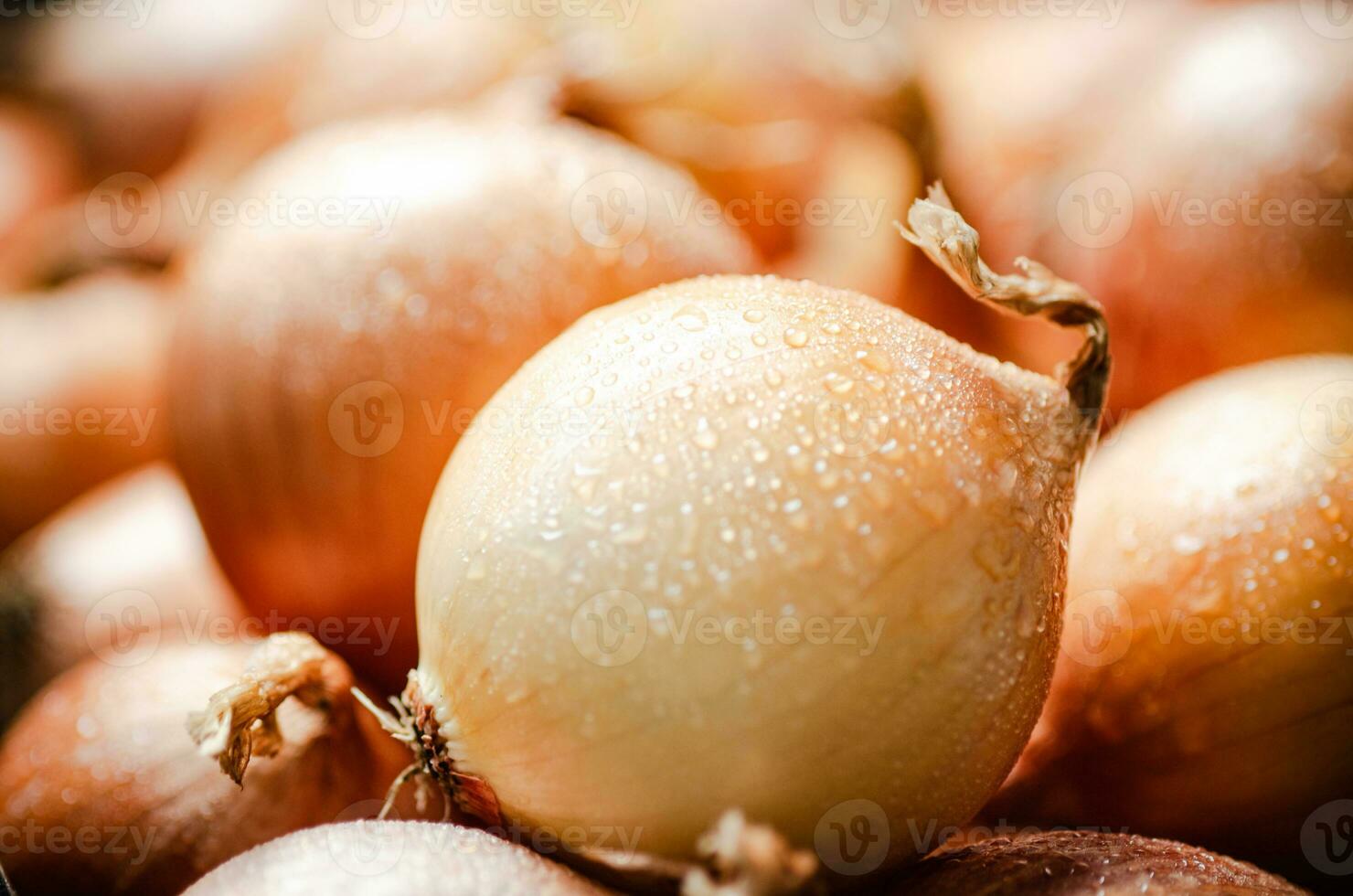 Fresh onions . On table photo
