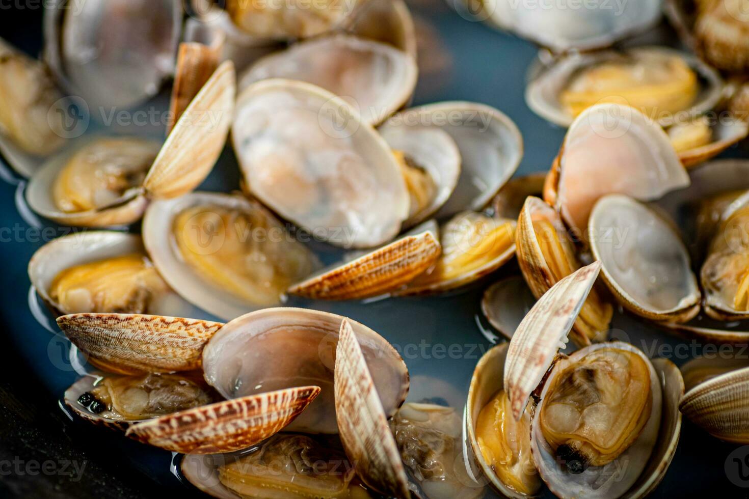 Fresh vongole. Macro background. Texture vongole. photo
