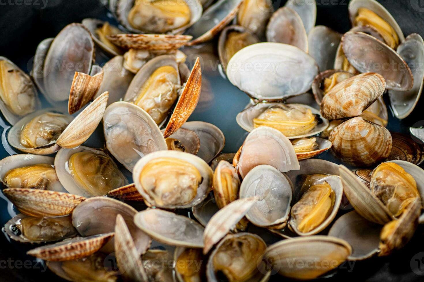 Fresh vongole. Macro background. Texture vongole. photo