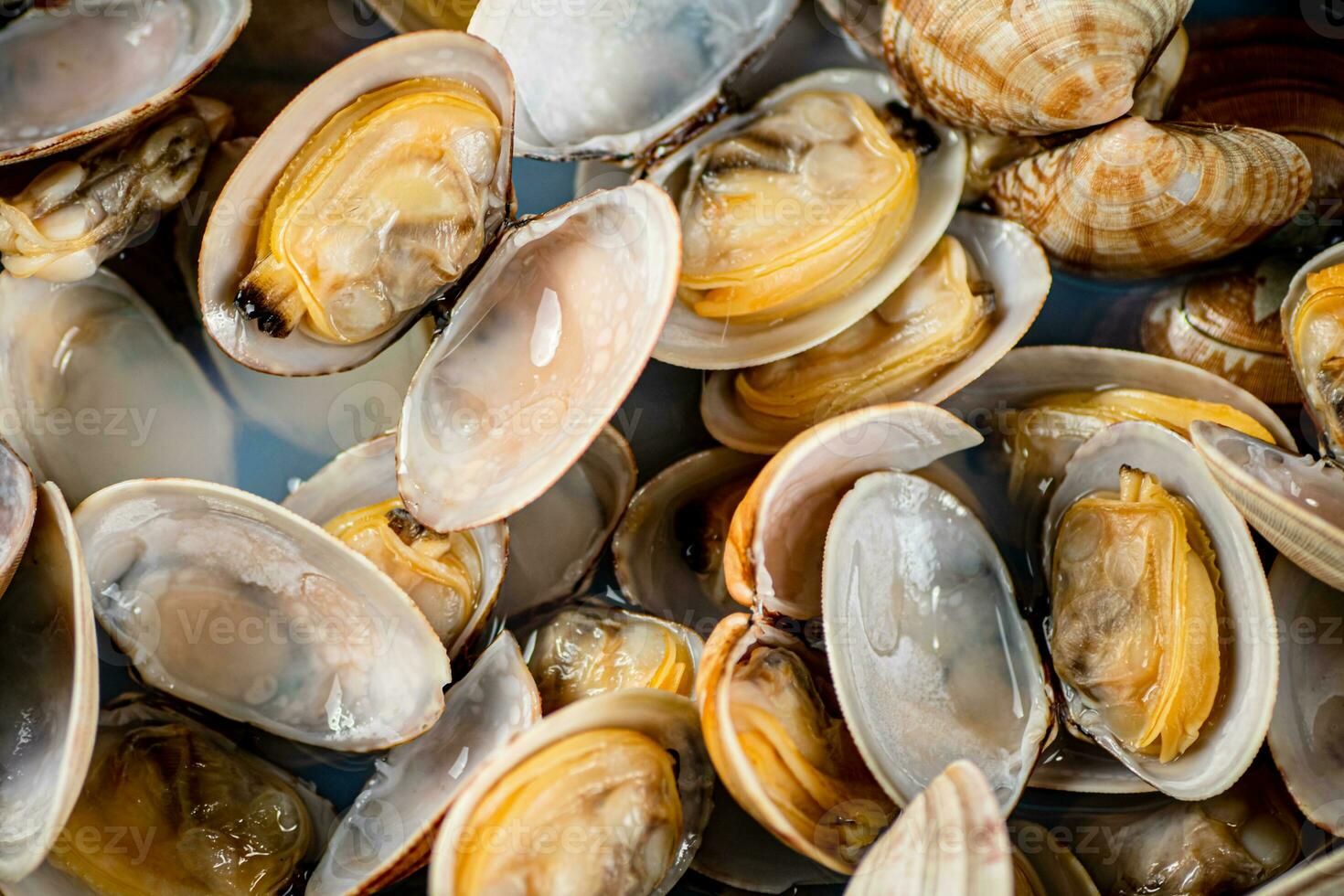 Fresh vongole. Macro background. Texture vongole. photo