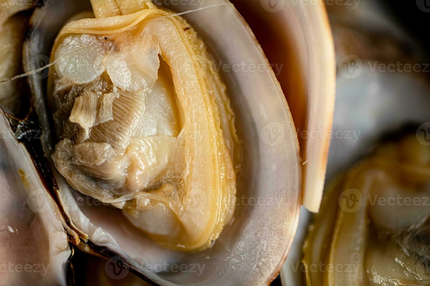 Fresh vongole. Macro background. Texture vongole. photo