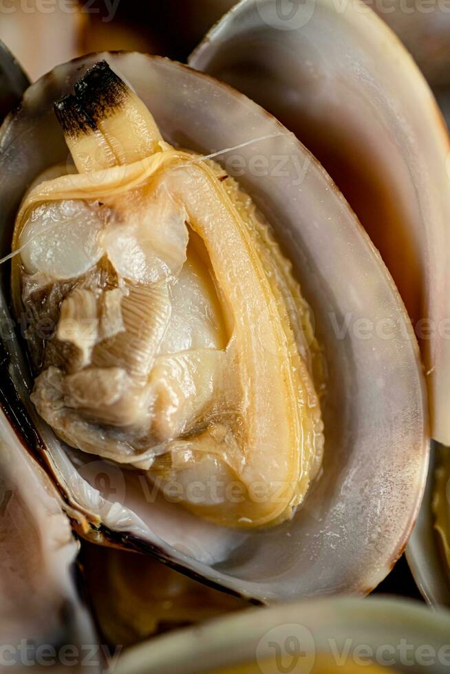 Fresh vongole. Macro background. Texture vongole. photo