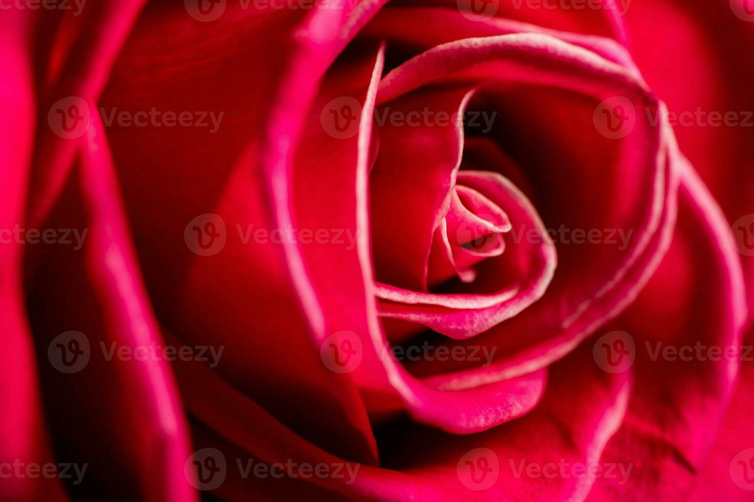 Red roses flowers. photo