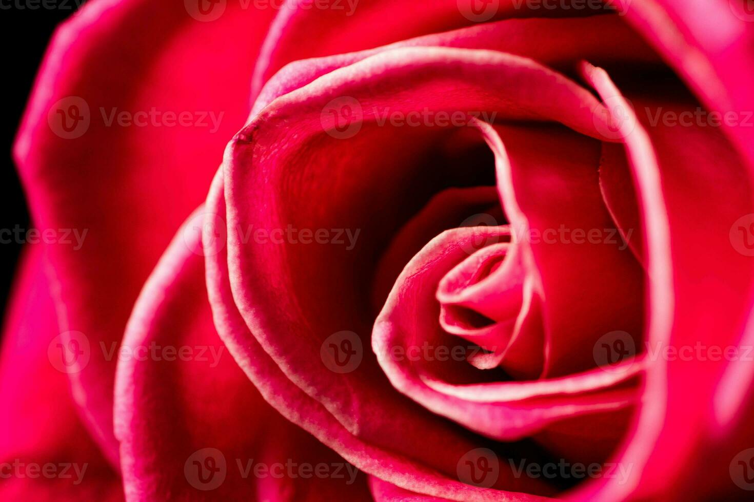 Red roses flowers. photo