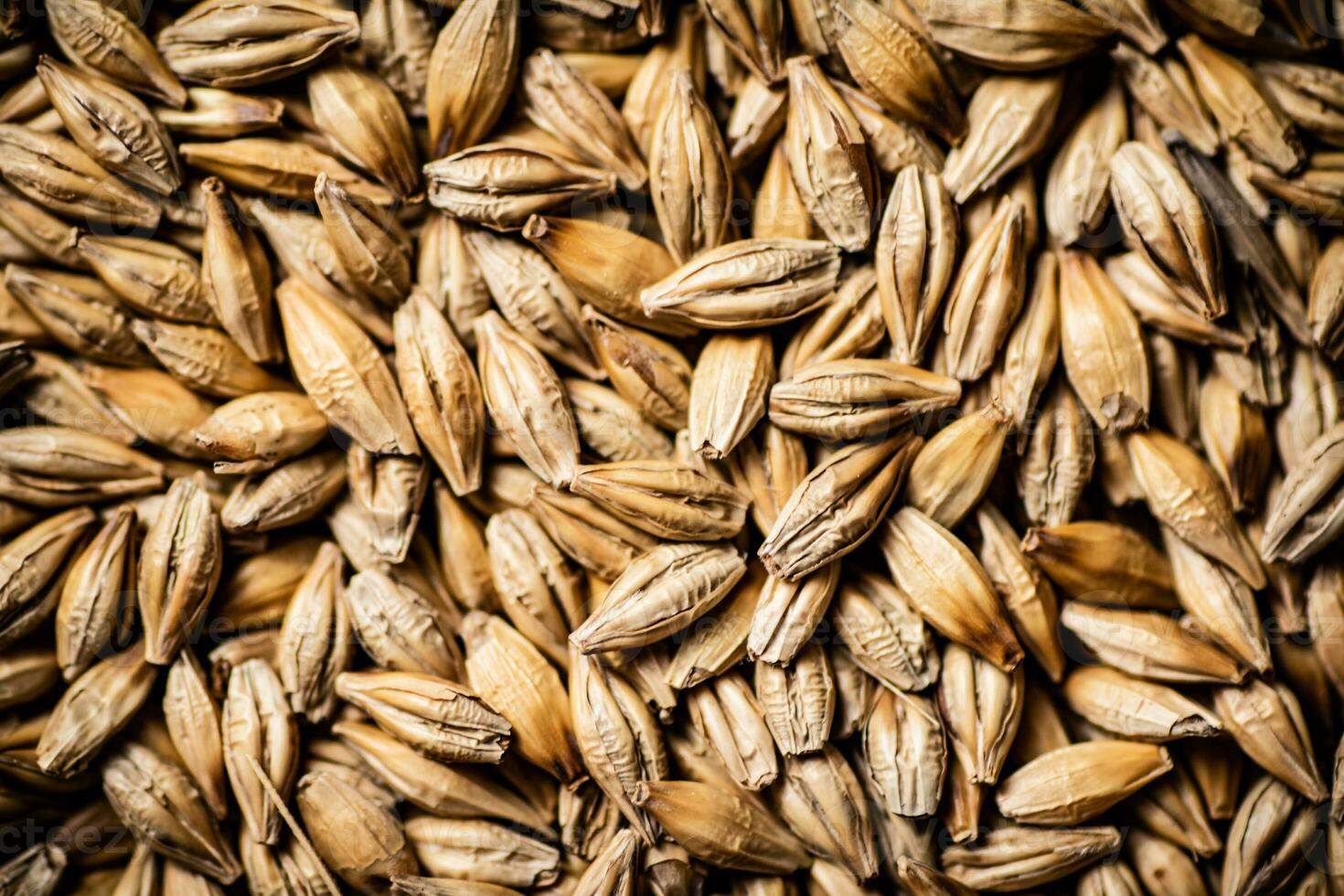 A bunch of grain. Macro background. photo
