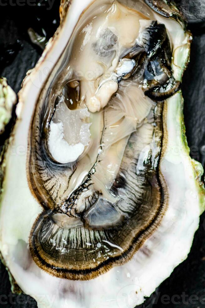 One fresh oyster. Macro background. 31996872 Stock Photo at Vecteezy