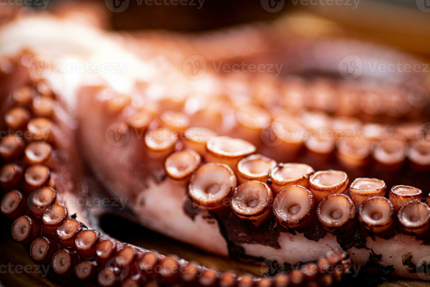 Octopus tentacles. Macro background. Octopus texture. photo