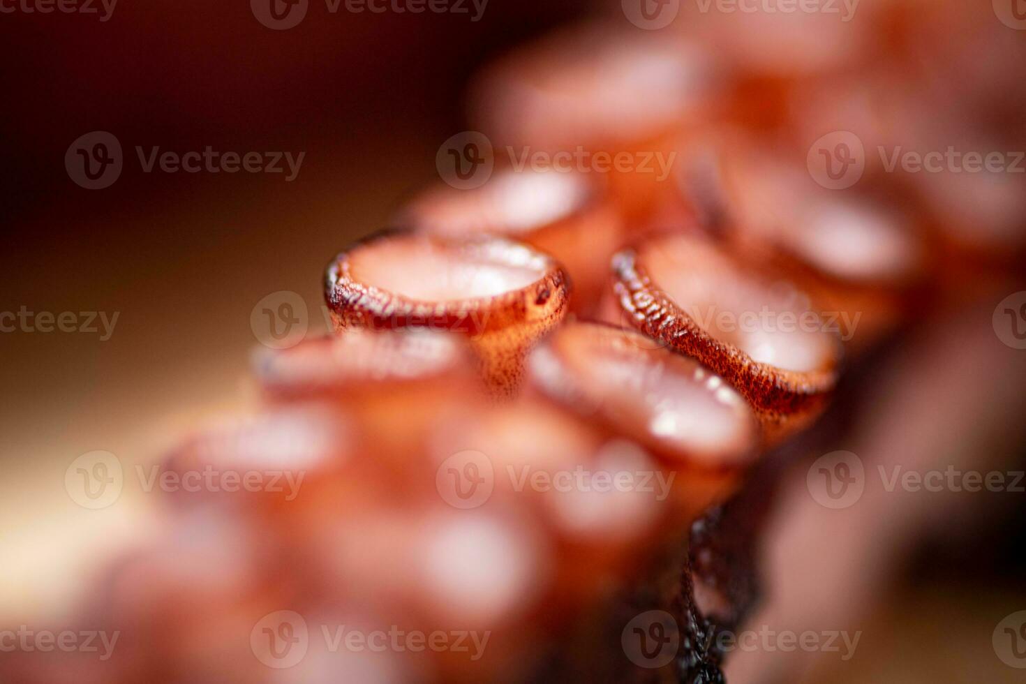 Octopus tentacles. Macro background. Octopus texture. photo