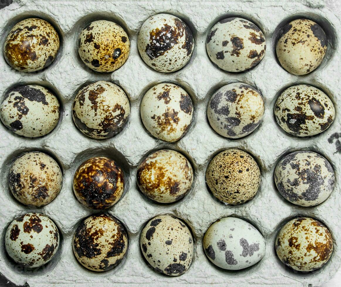 Quail eggs in the cassette. photo