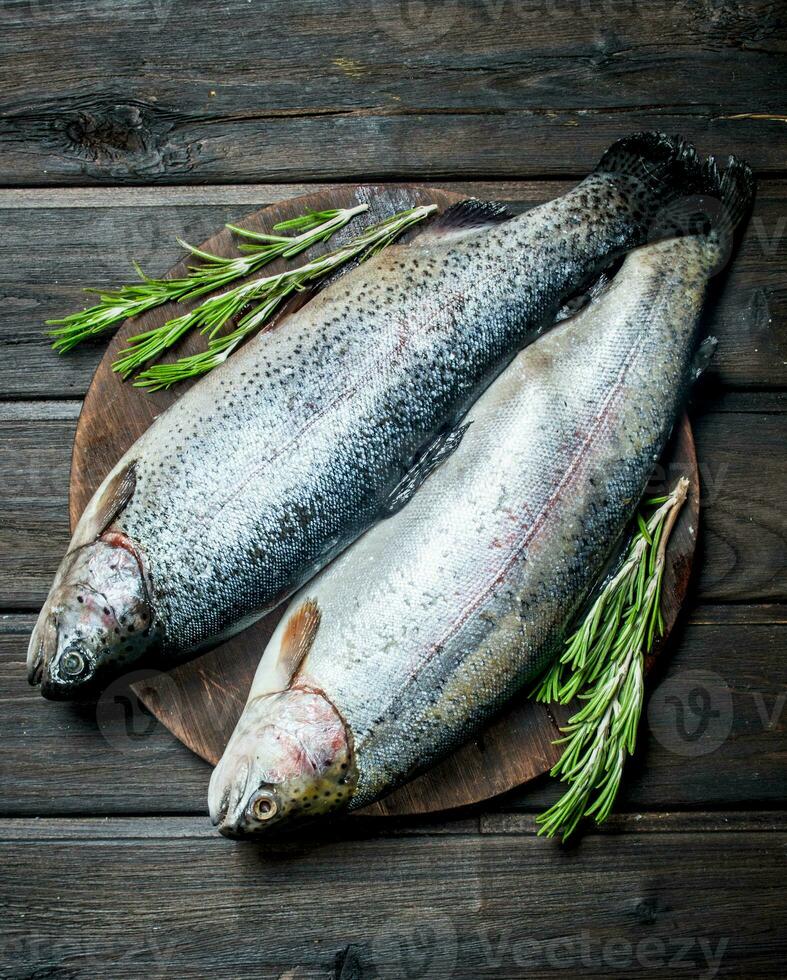 Raw fish salmon with fragrant rosemary. photo