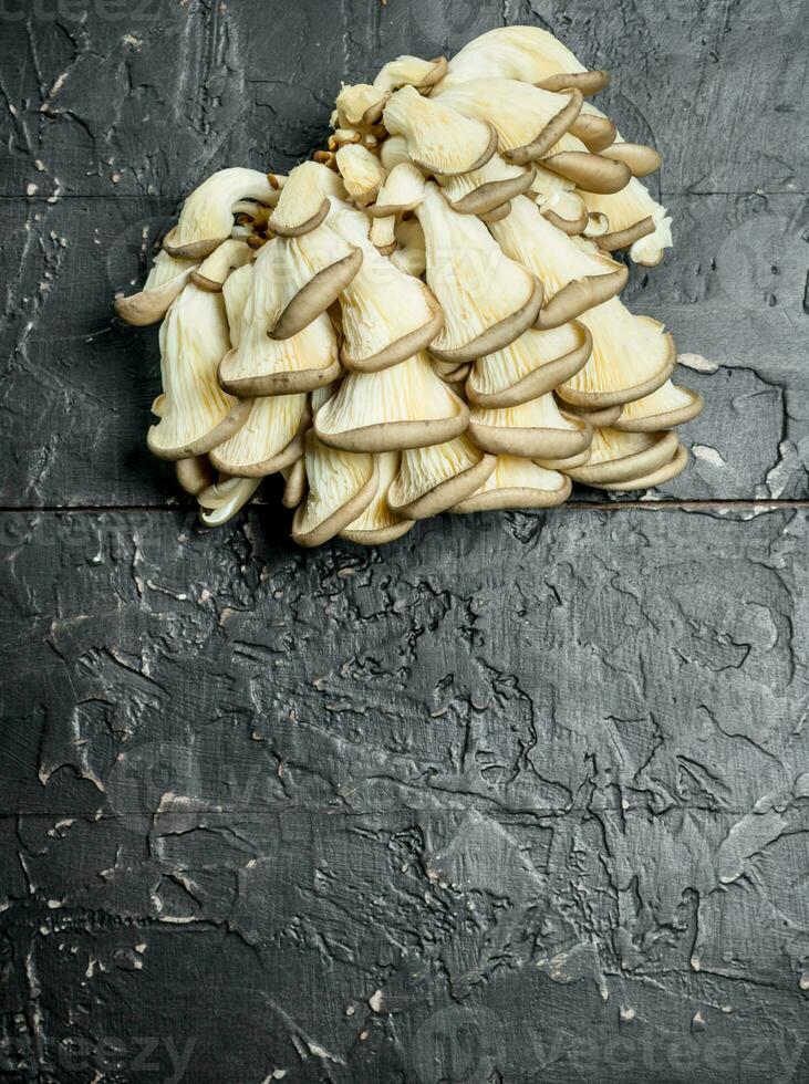 The fresh oyster mushrooms. photo