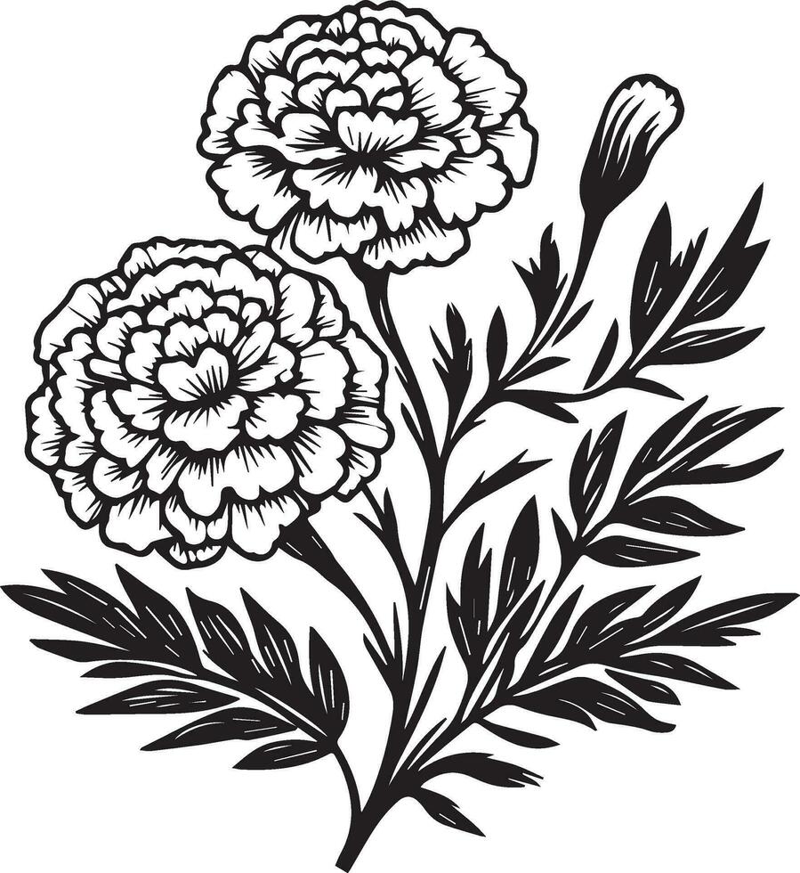 Silhouettes of wmarigold flowers black lines on a white background design for logo flyer brand book, marigold botanical branch of leaf engraved ink illustration vector