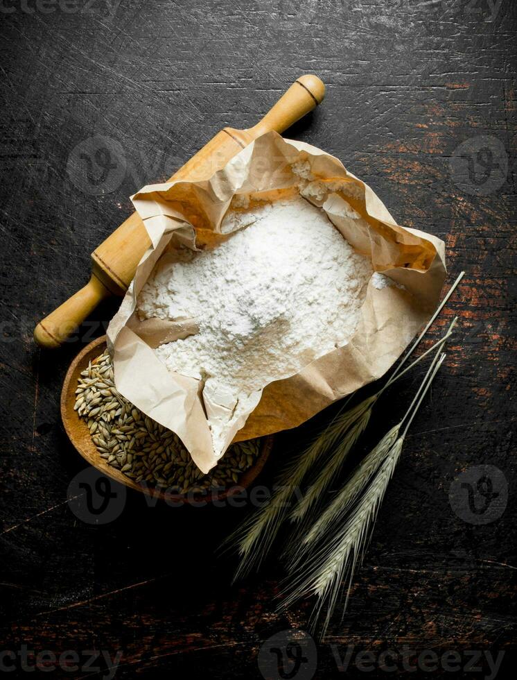 Flour with wheat grain and spikelets. photo