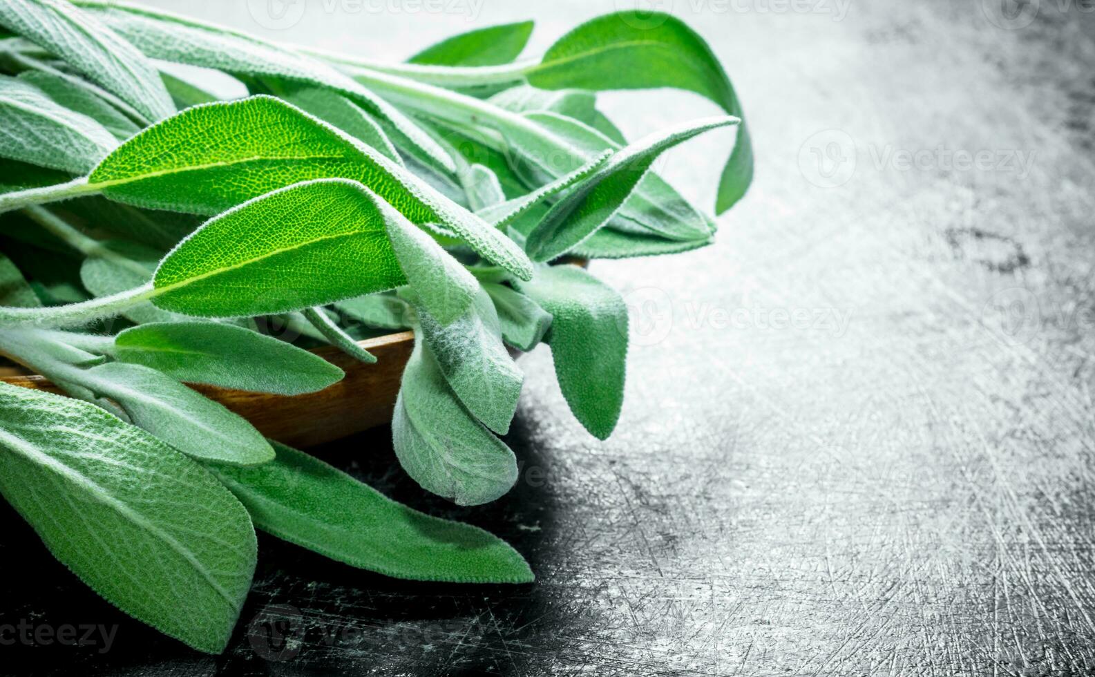 Fresh salvia leaves. photo