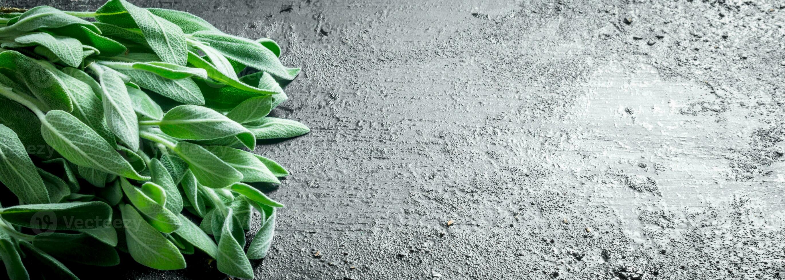 Fresh salvia leaves. photo