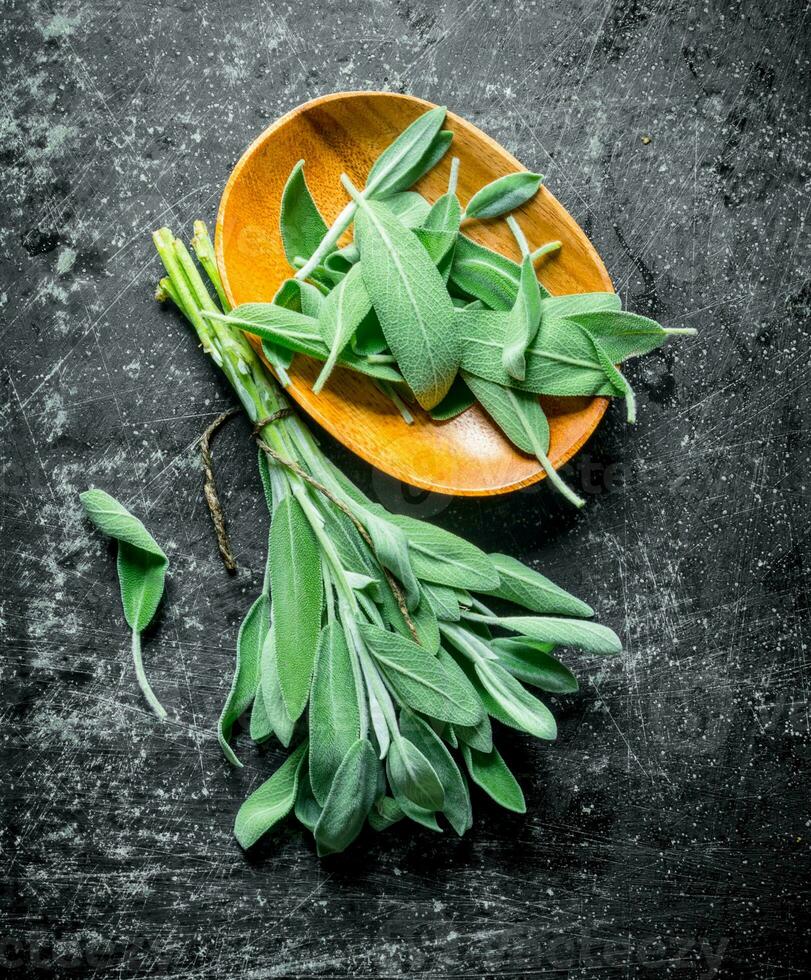 Fresh salvia on a wooden plate. photo