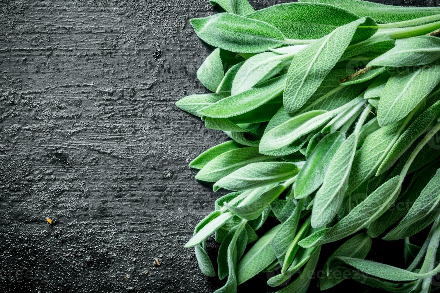 Fresh salvia leaves. photo